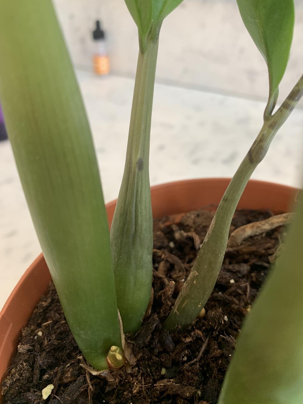 ZZ plant wrinkled stems in the Ask a Question forum