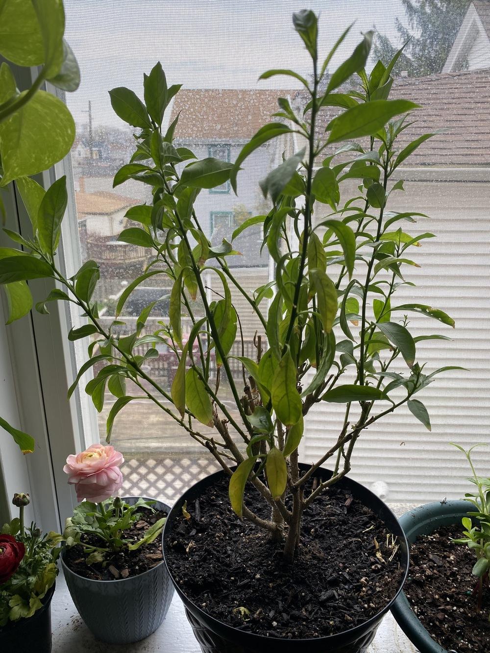 Night blooming jasmine wilting in the Ask a Question forum