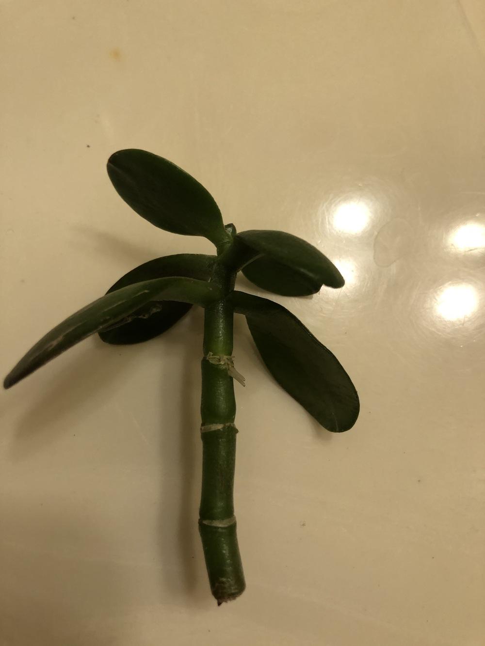 Rooting jade stem cutting? in the Houseplants forum