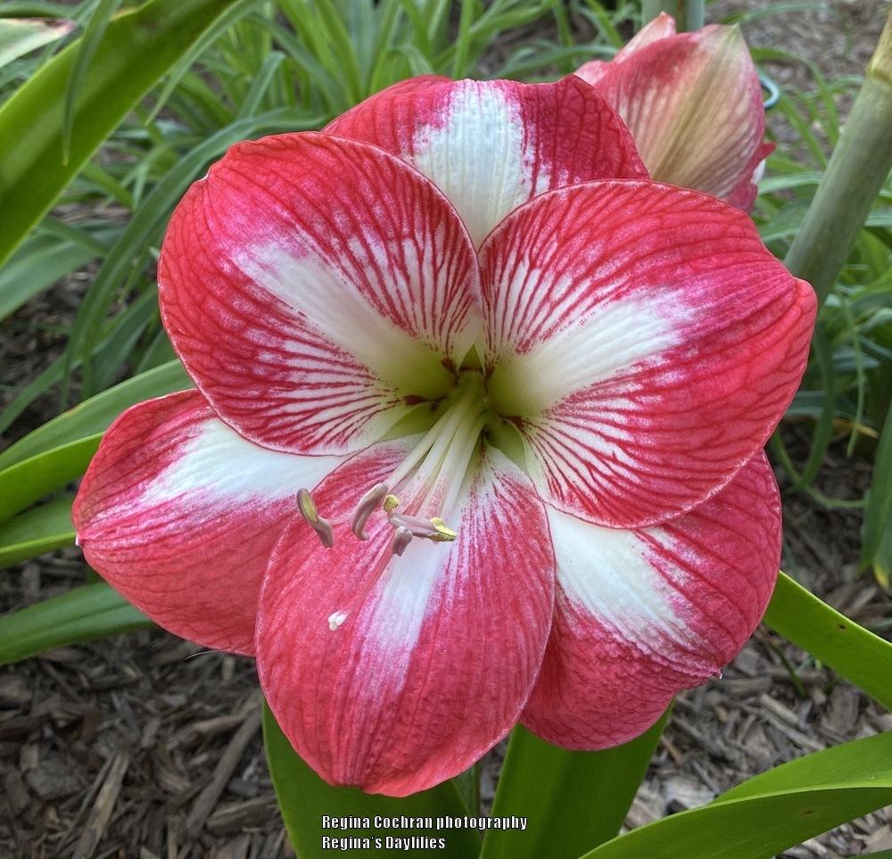 Photo of the bloom of Amaryllis (Hippeastrum ‘Monte Carlo’) posted by