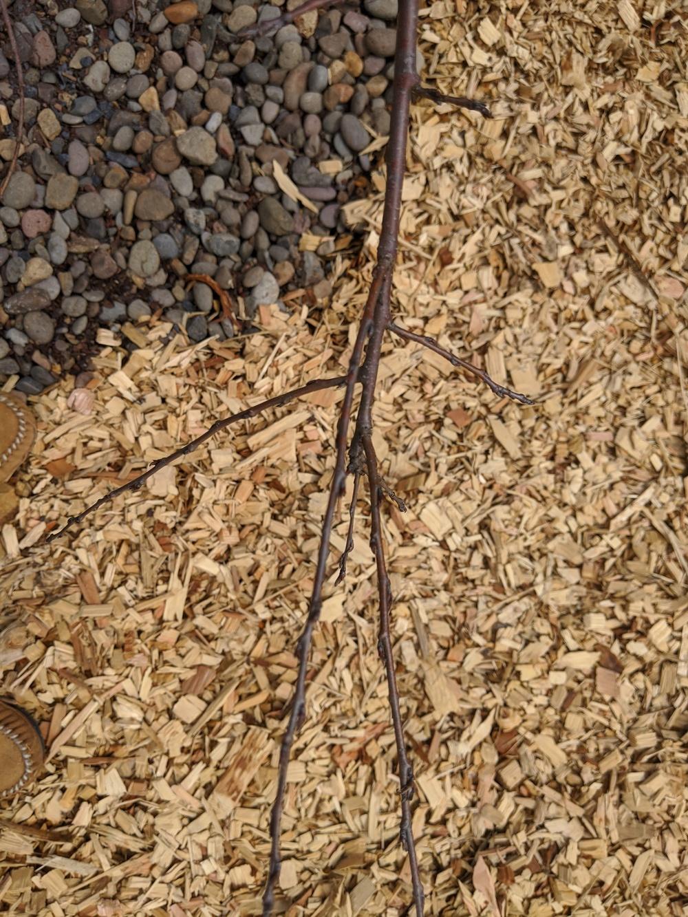 Weeping Willow Cherry Tree Dead? in the Trees and Shrubs forum