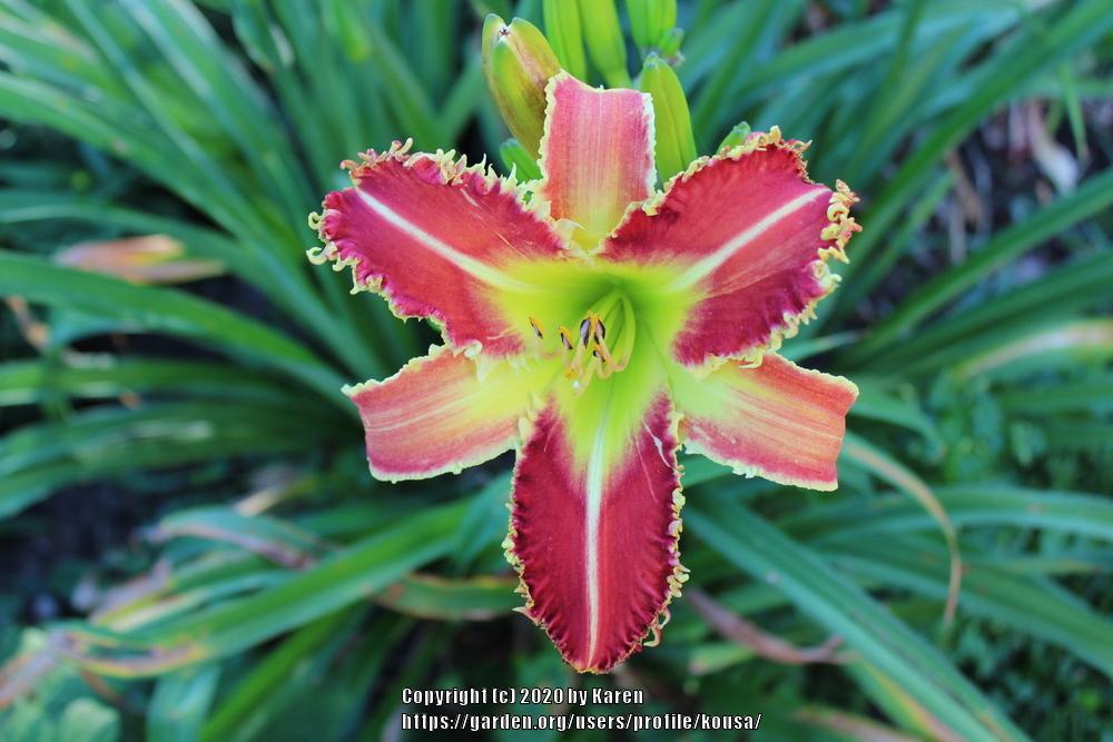 Photo of the bloom of Daylily (Hemerocallis 'Alabama Swing') posted by