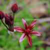 photo of Allium kunthii by M. Costea; copyright 2013; used with p