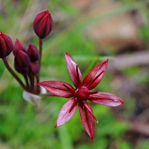 TÌNH YÊU CÂY CỎ ĐV 8 - Page 109 Adb619-500