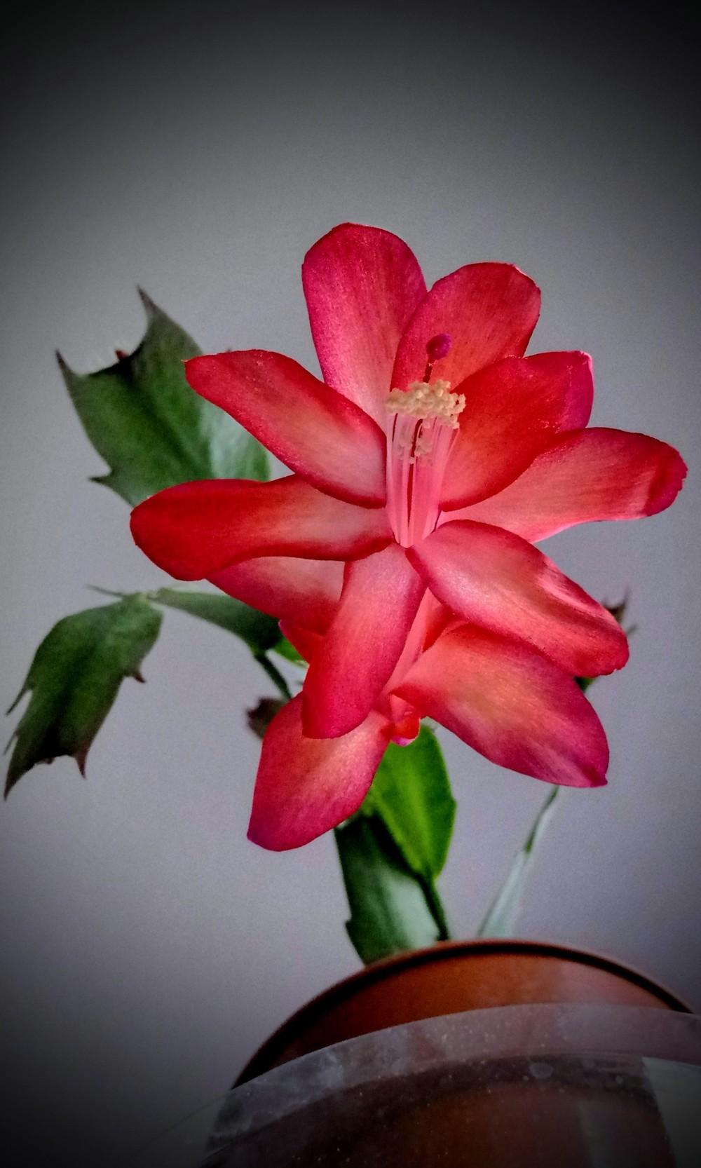 Schlumbergeras Plant Care and Collection of Varieties