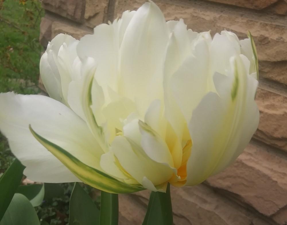 Tulip (Tulipa 'Flaming Evita') in the Tulips Database