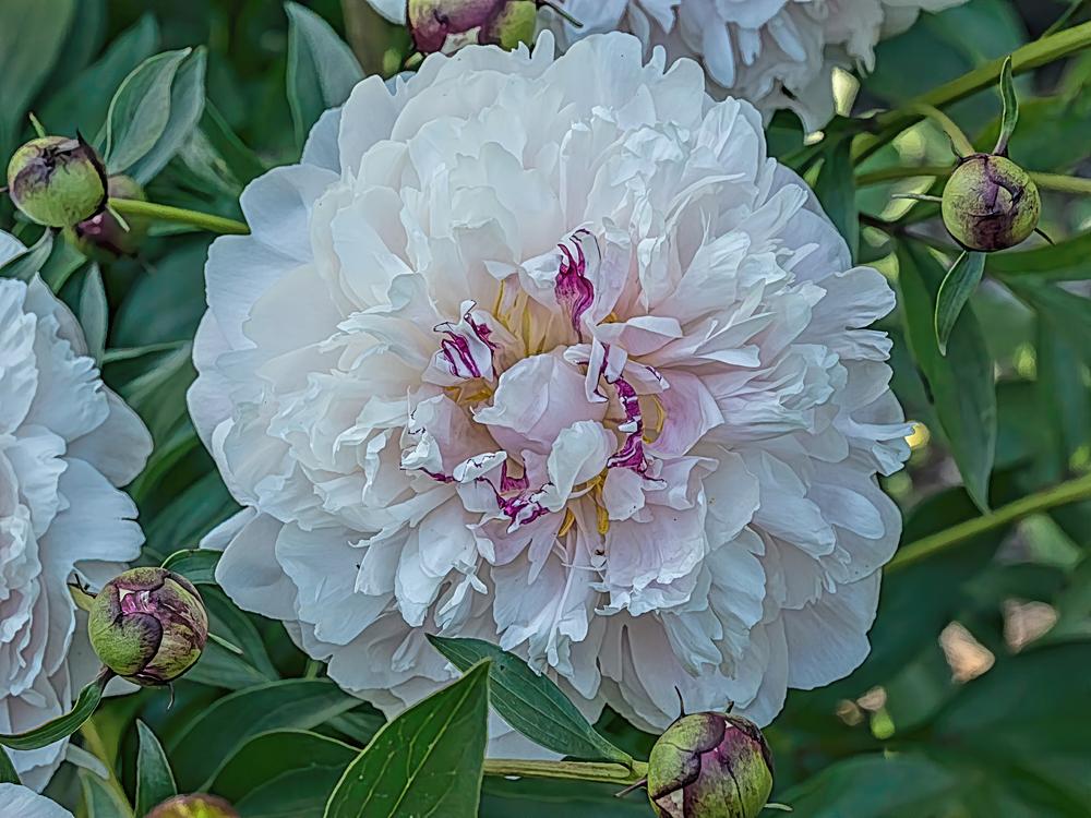 Peony (Paeonia lactiflora 'Madame Auguste Dessert') in the Peonies