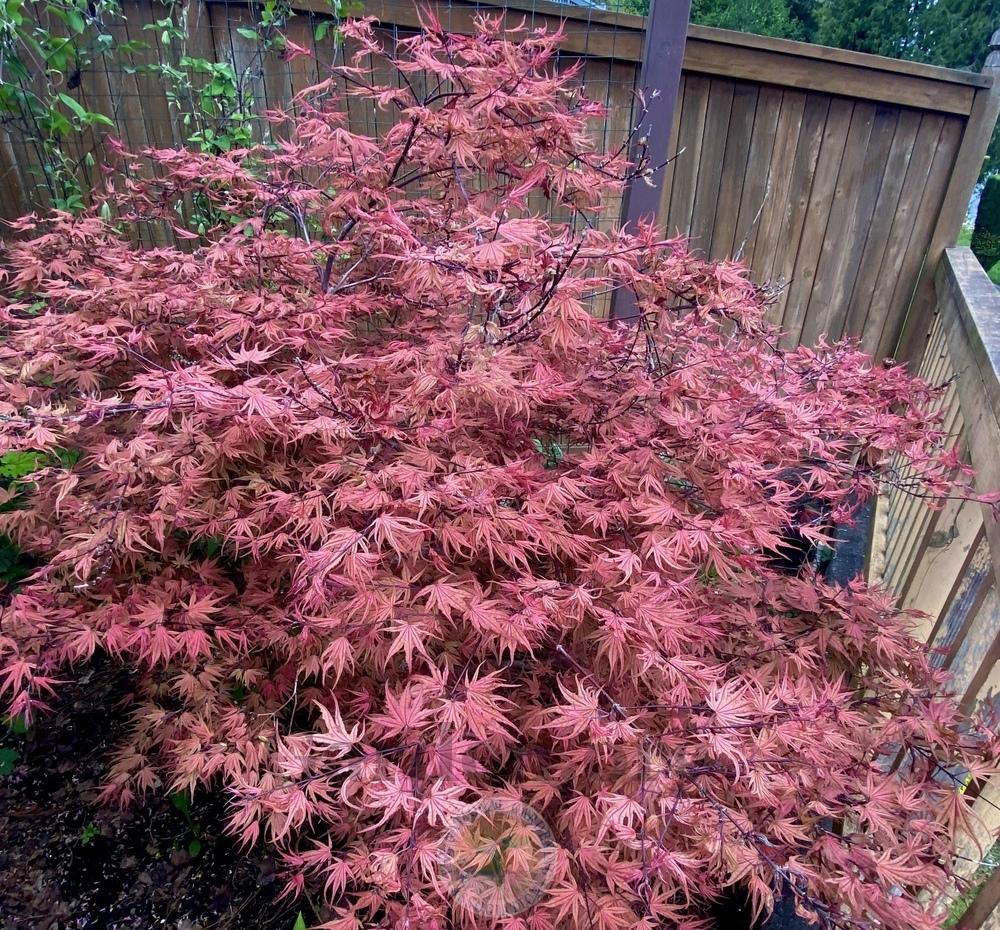 Japanese Maple (Acer palmatum 'Olsen's Frosted Strawberry')