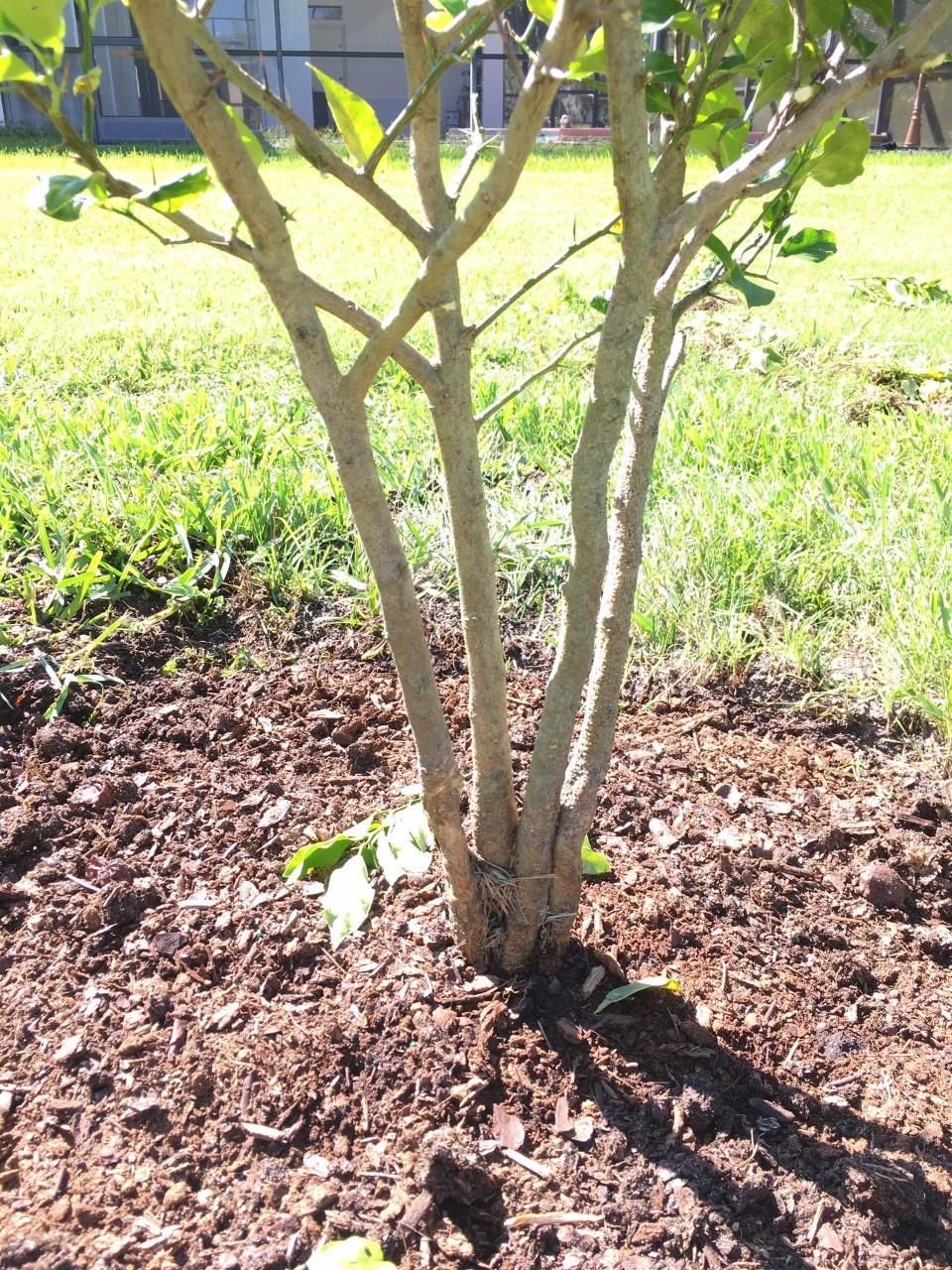 Lemon Tree Trunk Split into 4. Should I cut? in the Ask a Question