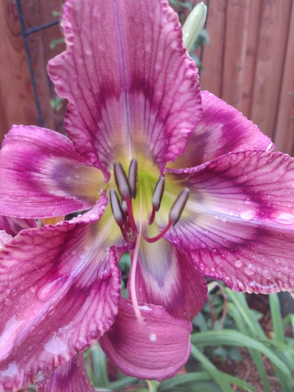 Daylily (Hemerocallis 'Neptune's Daughter') in the Daylilies Database