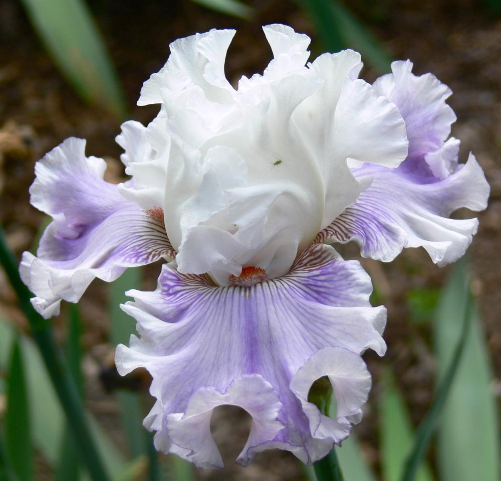 Photo of the bloom of Tall Bearded Iris (Iris posted by