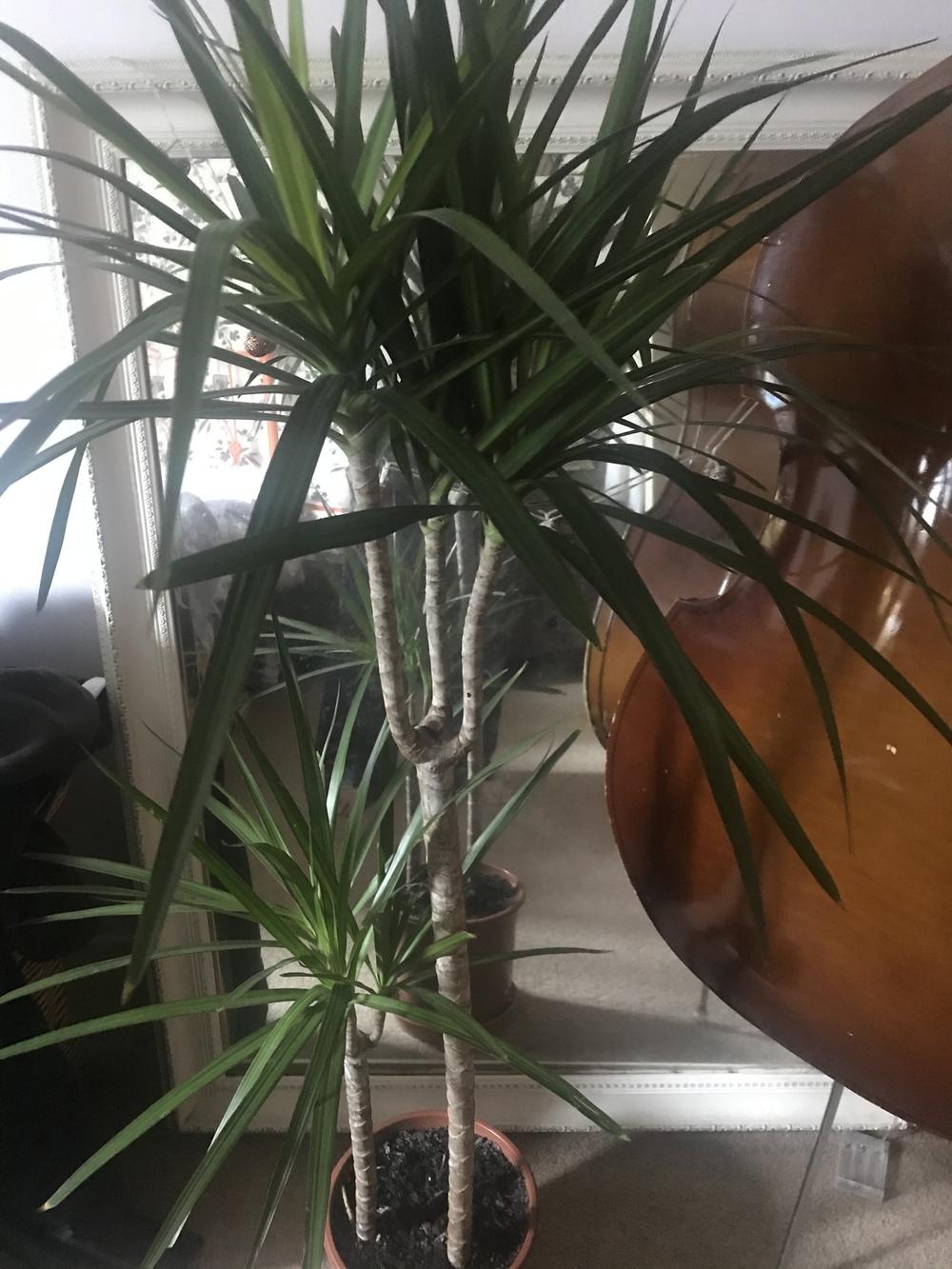 Repotting time for Dragon tree in the Ask a Question forum