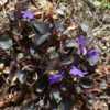 - Dark purple leaves set off the violet blossoms.