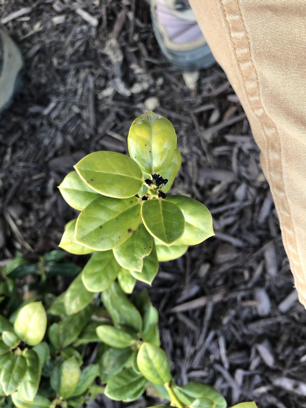 Holly buds turned black and crispy! in the Ask a Question forum