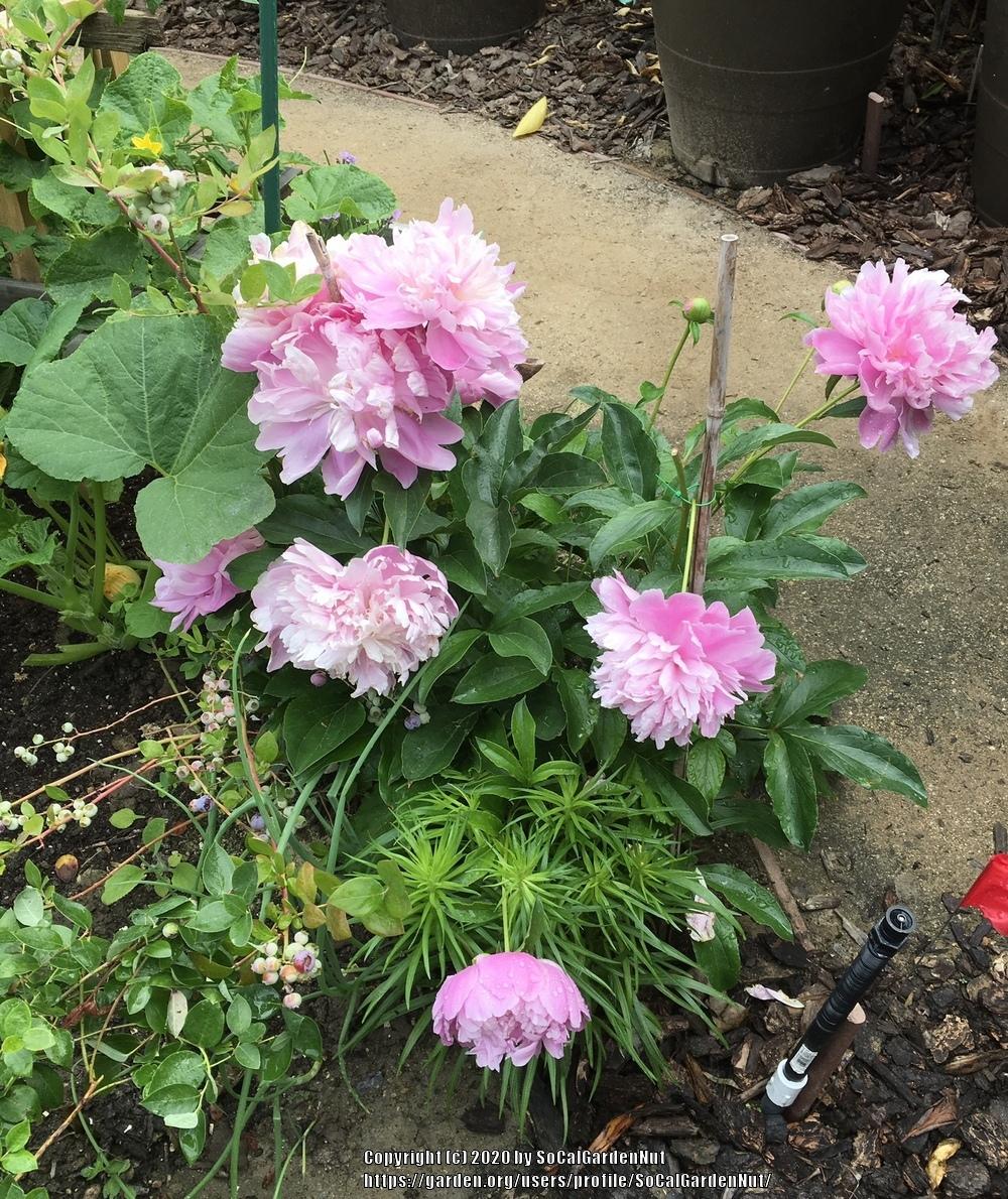 Ideal Peony Spacing in the Peonies forum