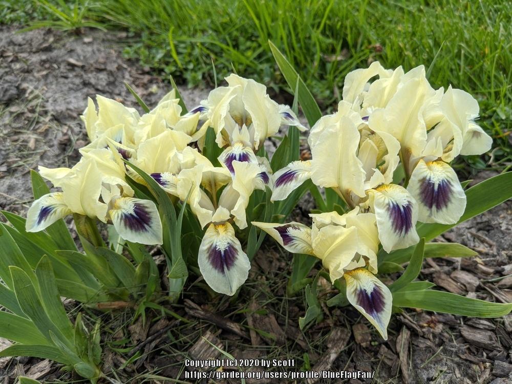 Miniature Dwarf Bearded Iris (Iris 'Navy Doll') in the Irises Database ...