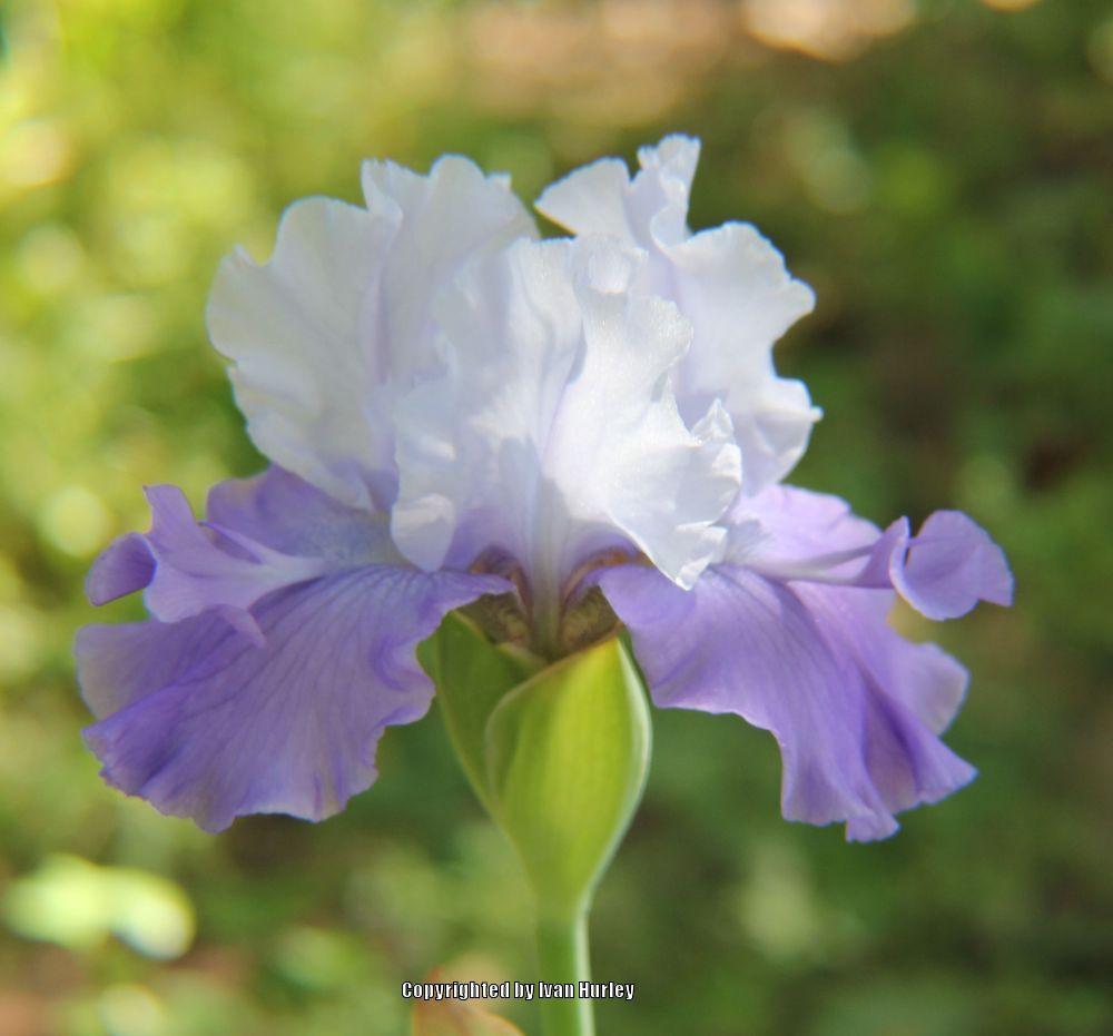 Tall Bearded Iris (Iris 'Lochlynn Victoria') in the Irises Database