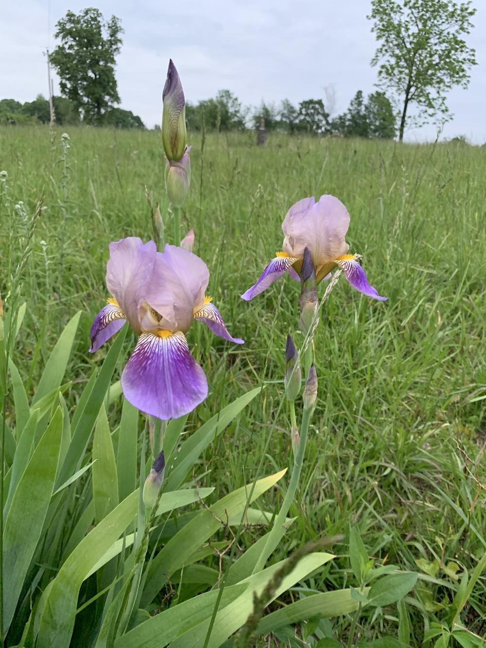 Does anyone grow Irises in zone 7a? in the Irises forum