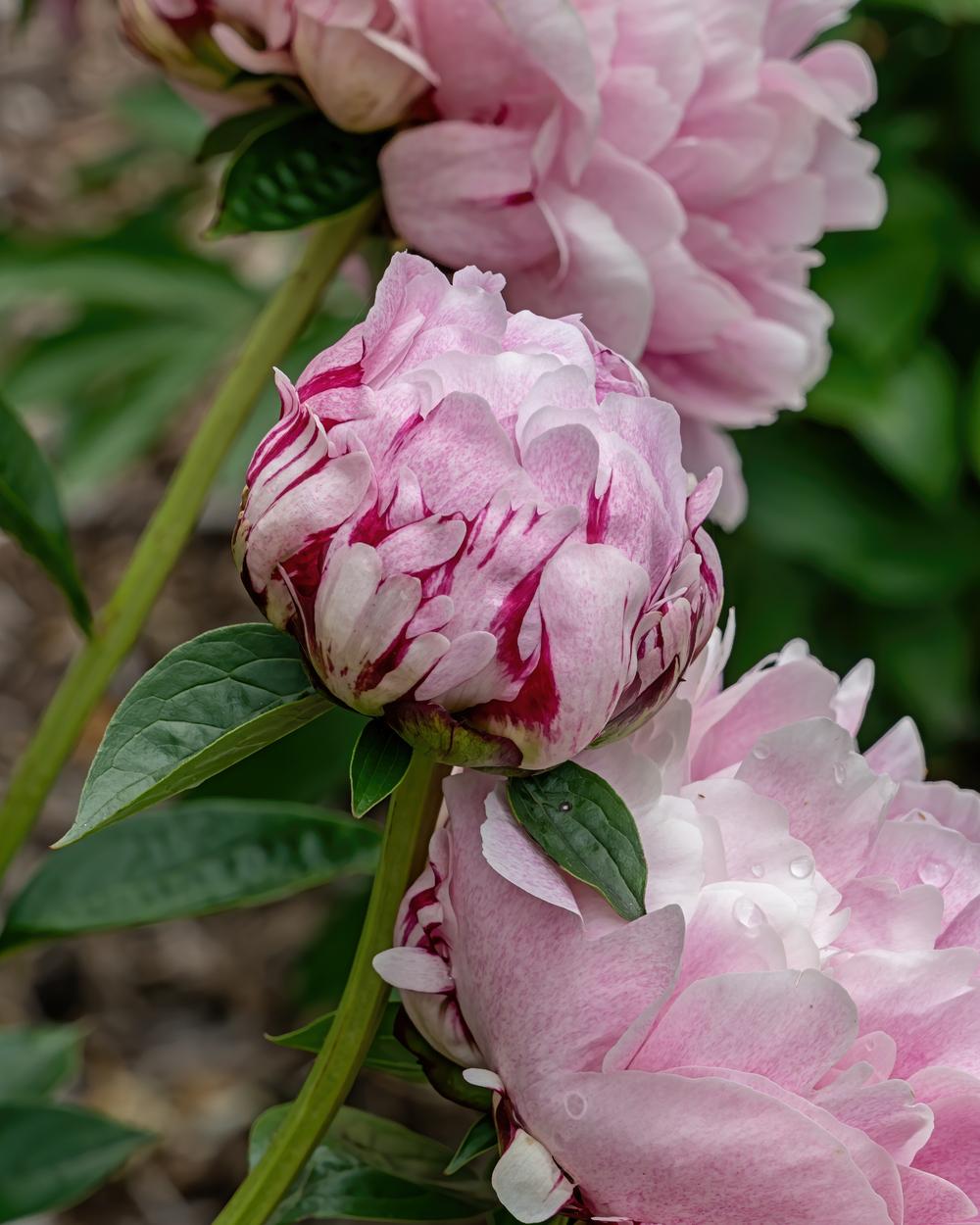Chinese Peony (Paeonia lactiflora 'The Fawn') in the Peonies Database