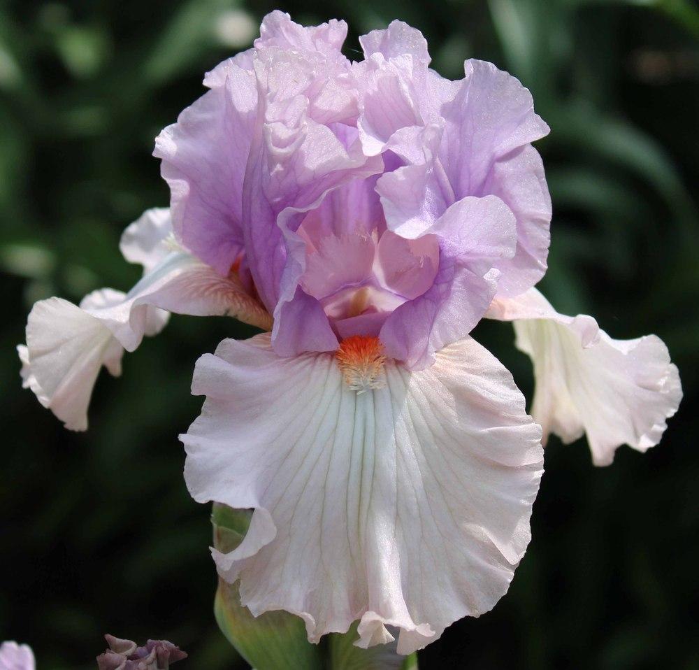Iris 'Modern Woman' in the Irises Database