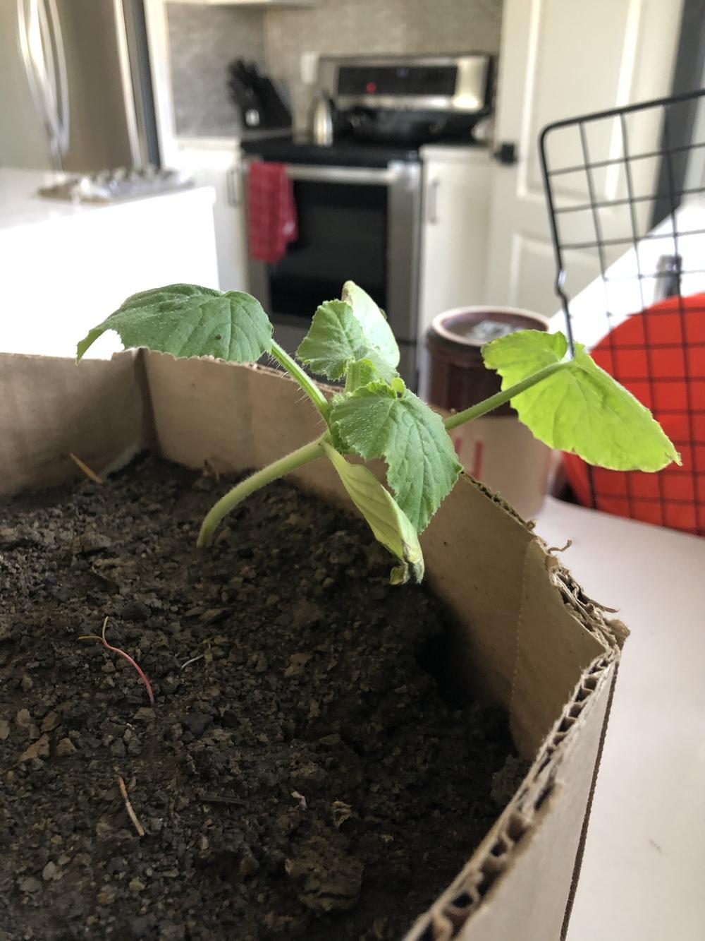 Zucchini plants wilting and leaves chipping off in the Ask a Question