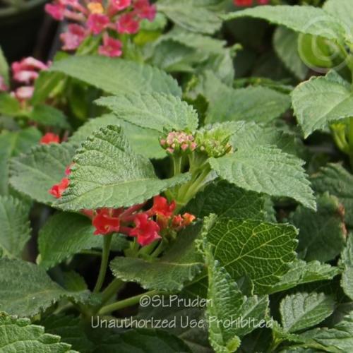 Compact Lantana (Lantana camara Teenie Genie??) in the Lantanas Database