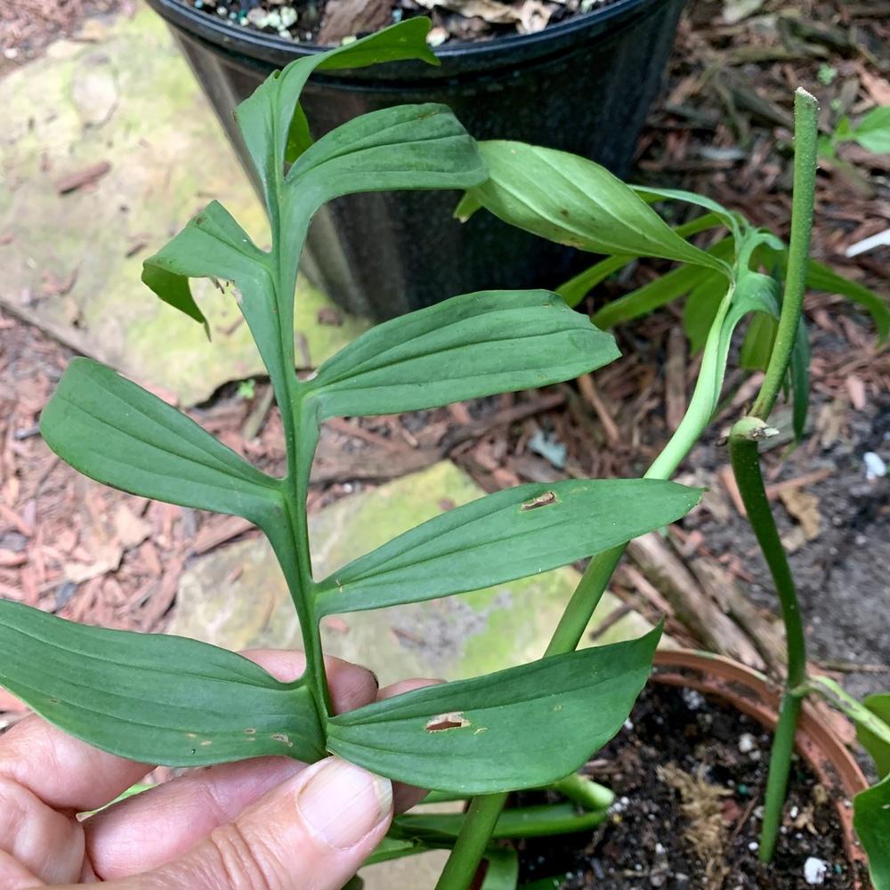 Monstera Pinnatipartita Garden Org