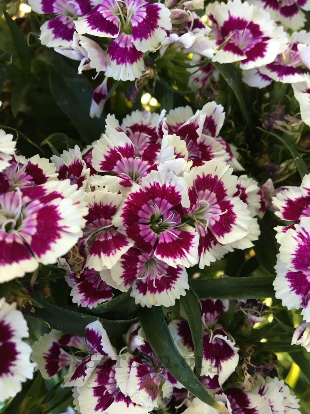 Dianthus (Dianthus barbatus Barbarini™ Purple Picotee) in the Dianthus