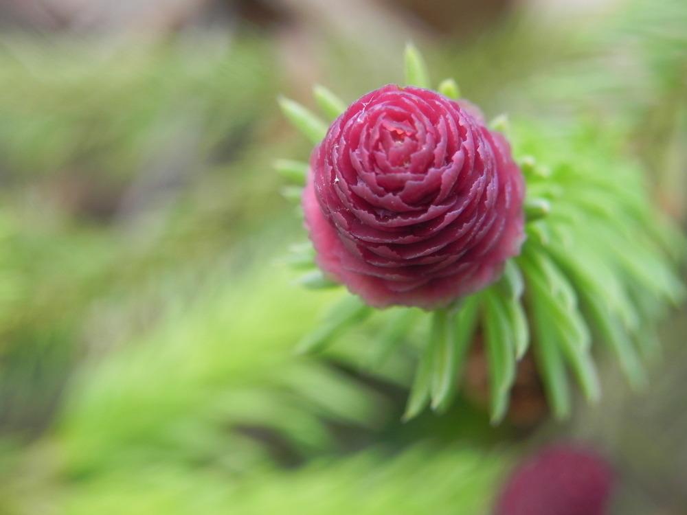 Spruces Plant Care and Collection of Varieties