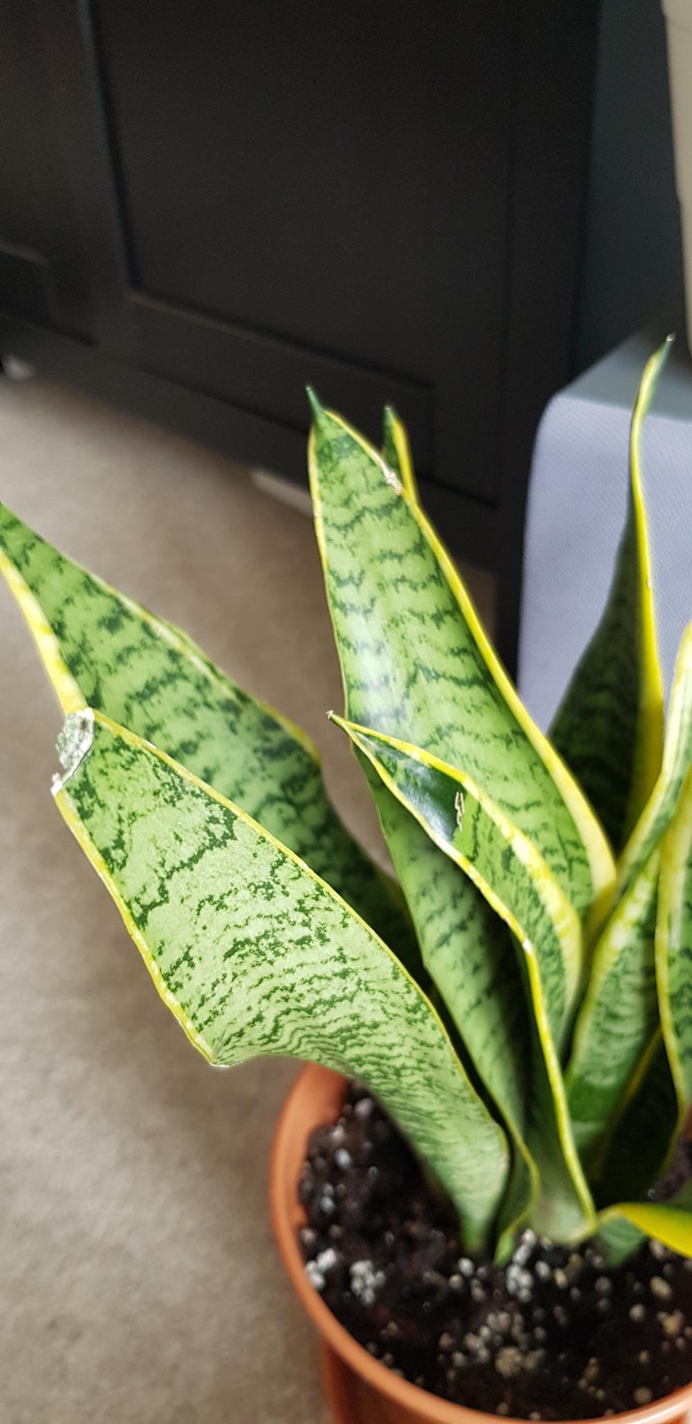 Help, my snake plant has brown dry spots. in the All Things Gardening