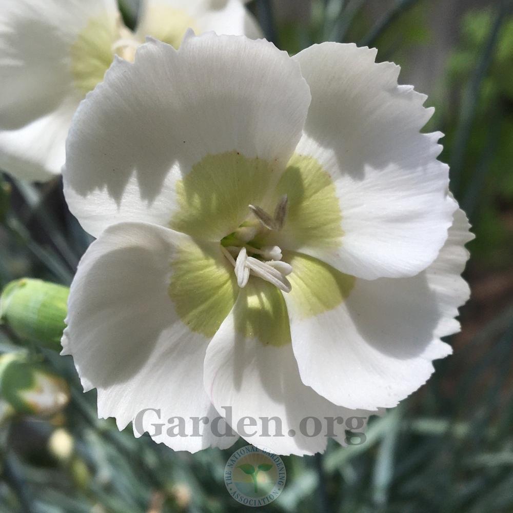 Dianthus American Pie™ Key Lime Pie in the Dianthus Database