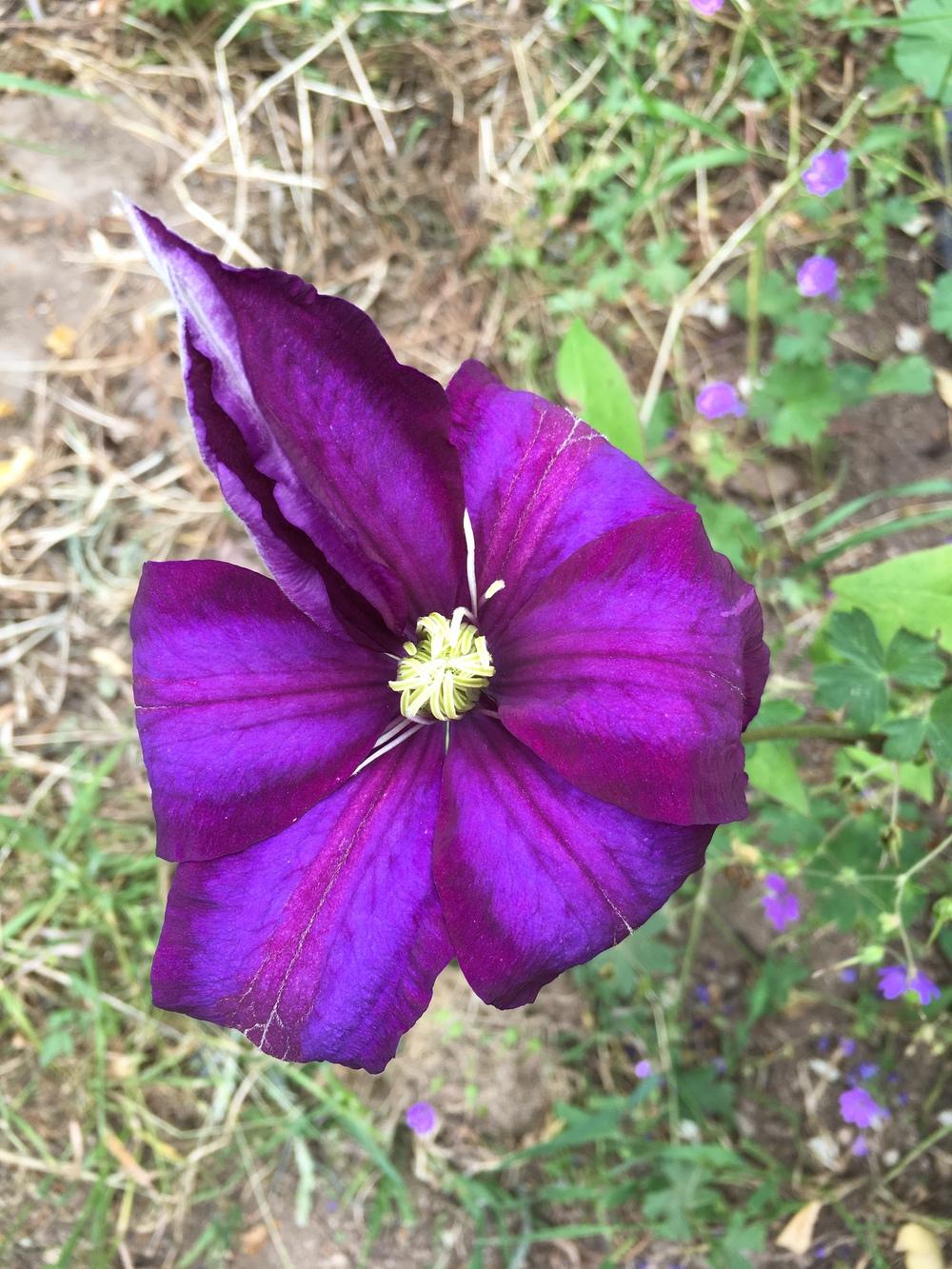 Photo of the bloom of Clematis 'Haku Ookan' posted by Calif_Sue