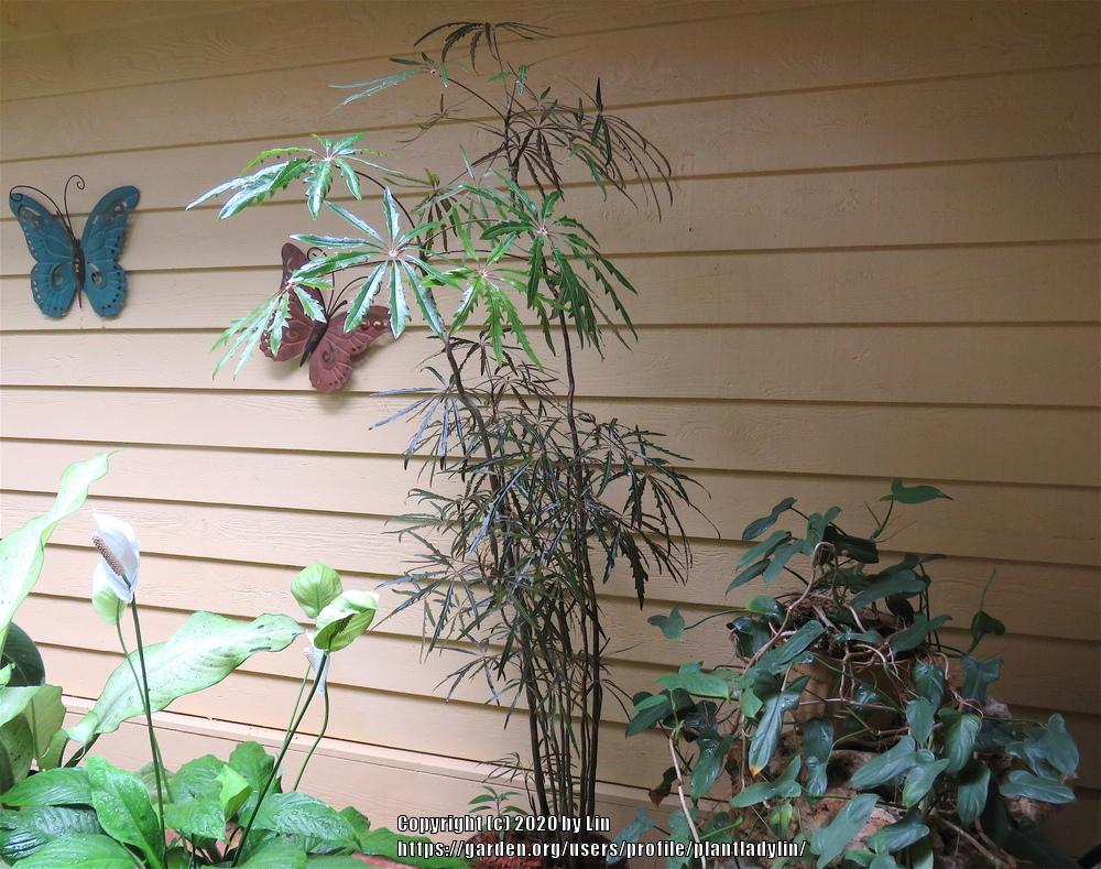 False Aralia (Plerandra elegantissima) - Garden.org