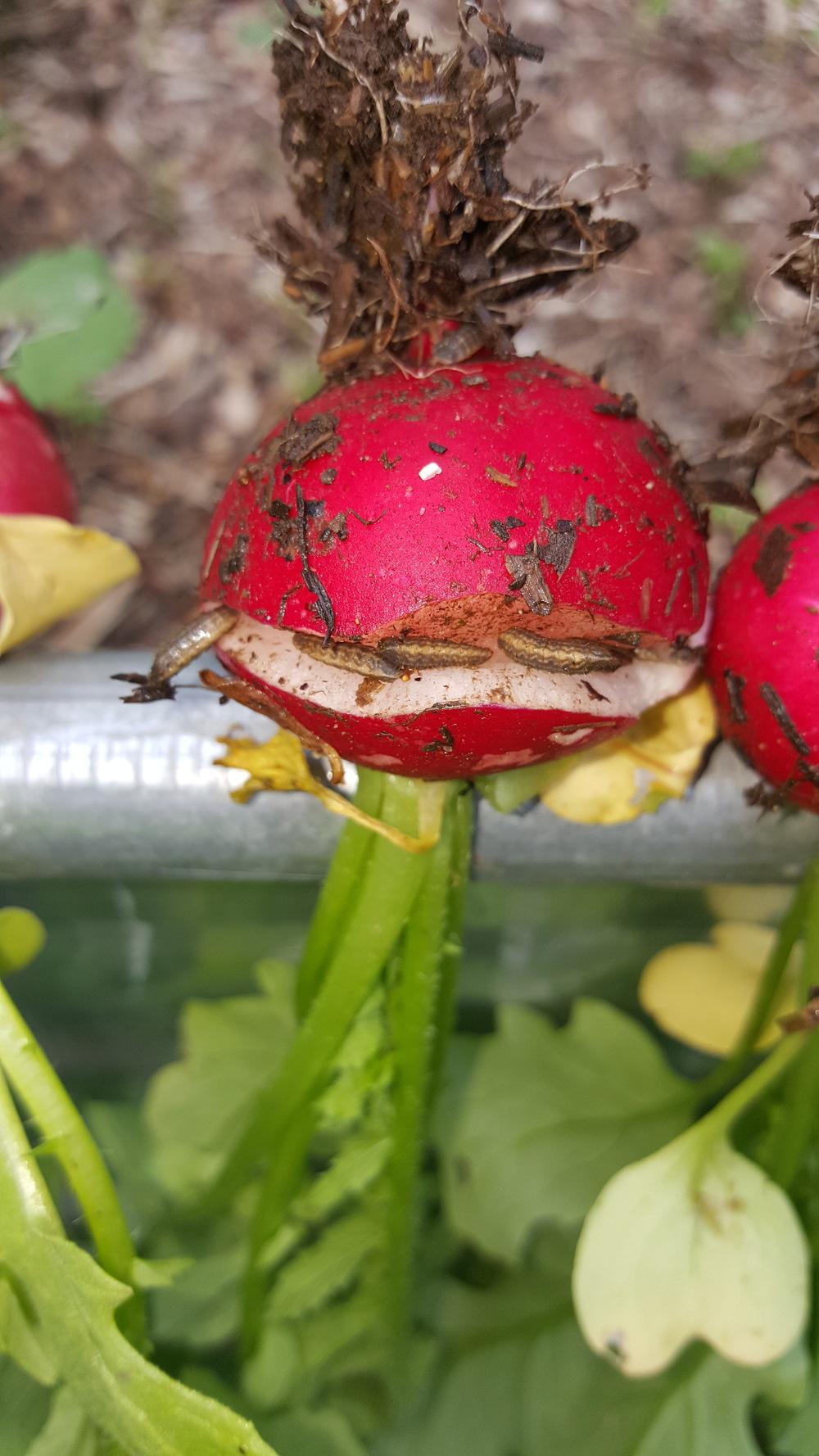 Radish in the Ask a Question forum