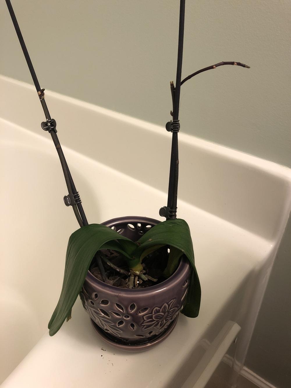 Will my orchid bloom again? in the Orchids forum