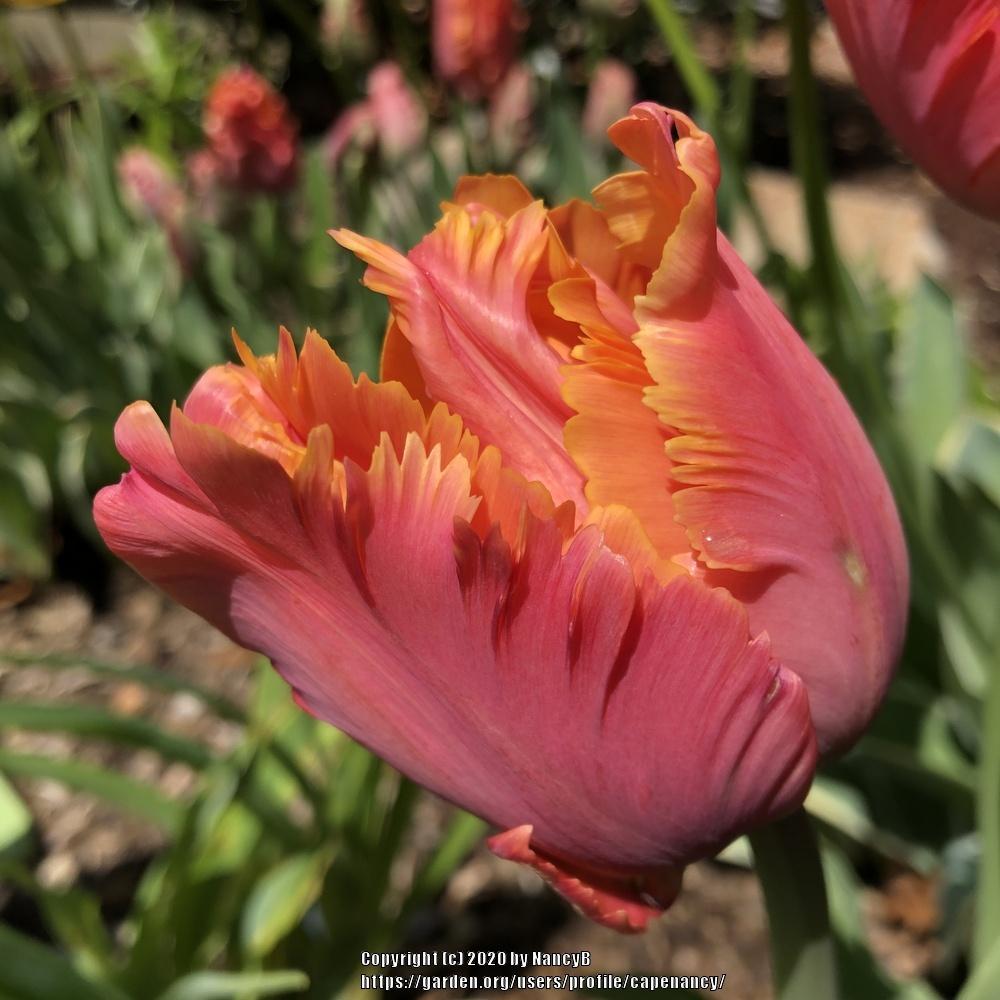 Photo of the bloom of Parrot Tulip (Tulipa 'Amazing Parrot') posted by