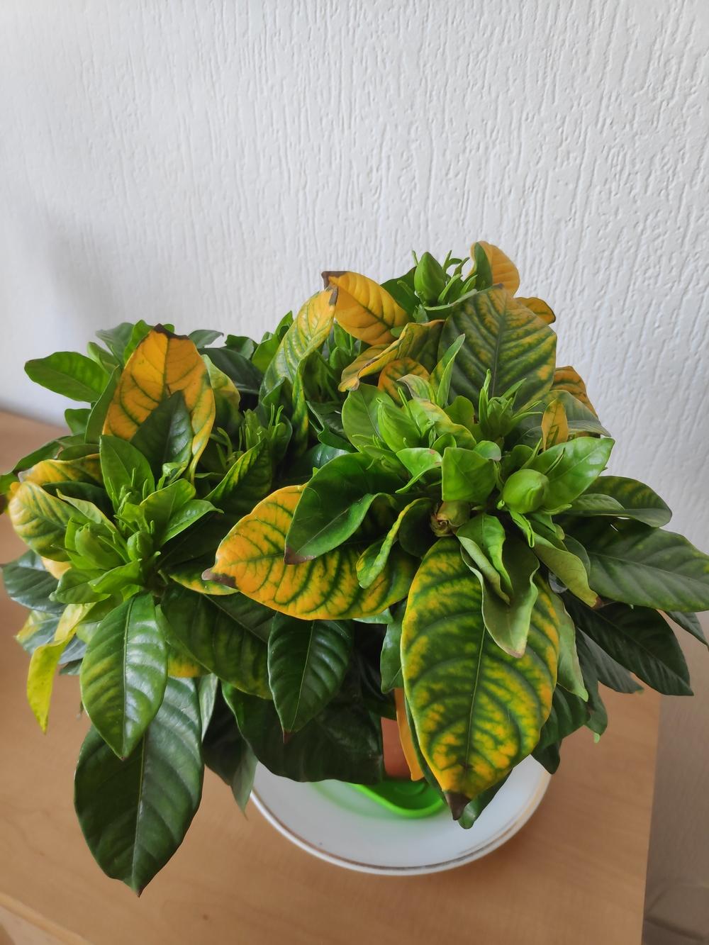 The leaves of my Gardenia are turning yellow in the Houseplants forum
