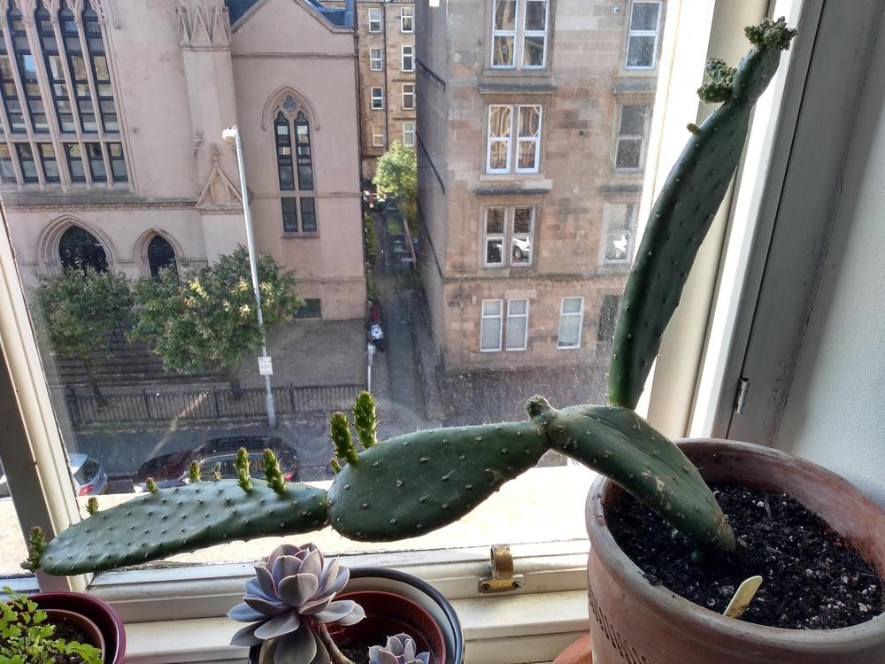 Opuntia cacti wrinkled and flopped over. Please help! in the Cactus and