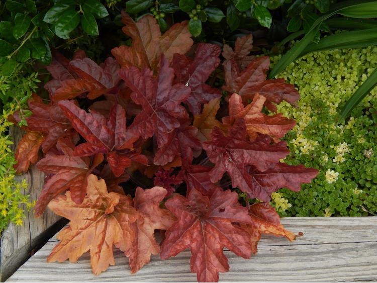 Foamy Bells Plant Care and Collection of Varieties