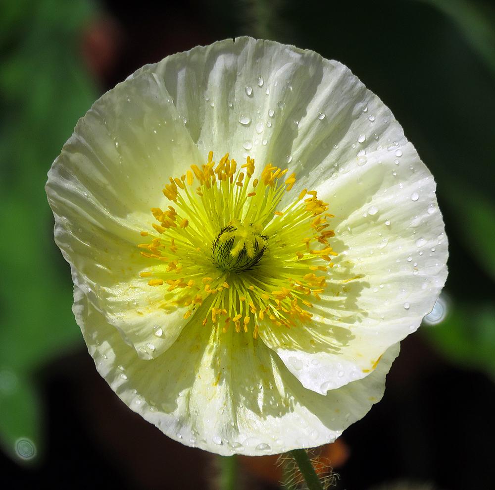 Poppies Plant Care and Collection of Varieties