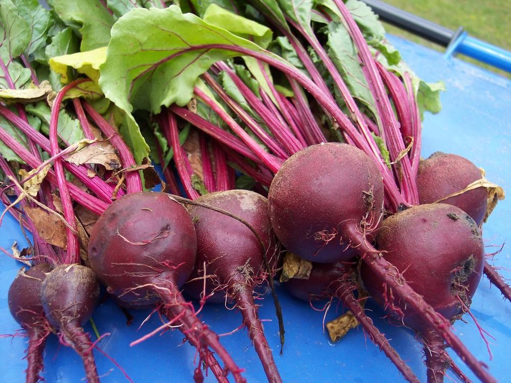 Beets Plant Care and Collection of Varieties