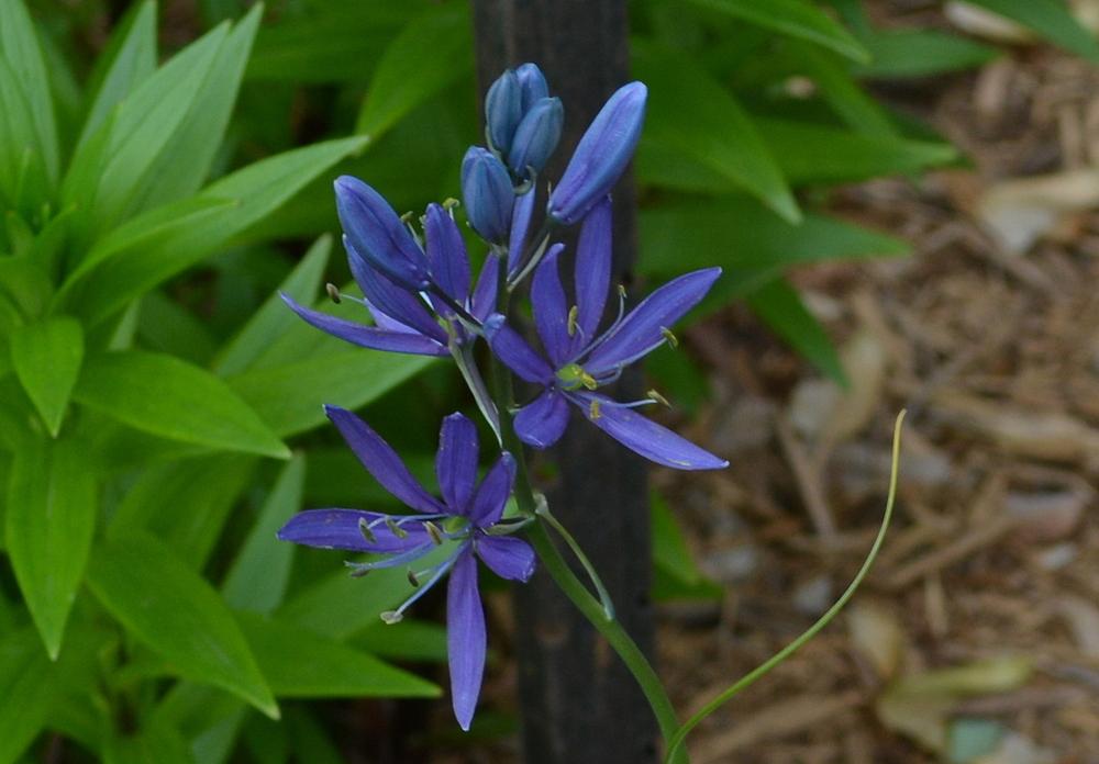 Camas Lily (Camassia quamash 'Blue Melody')