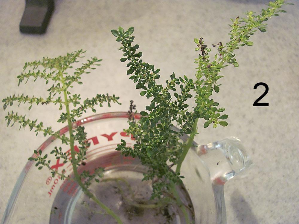 Plant ID forum→weed fern? - Garden.org