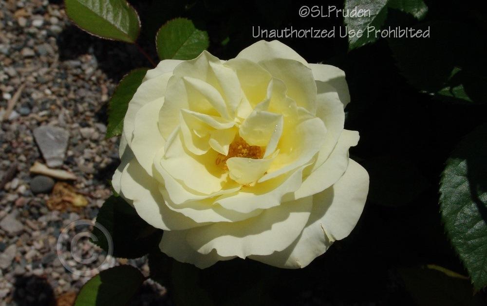 Rose (Rosa 'Lime Sublime') in the Roses Database - Garden.org