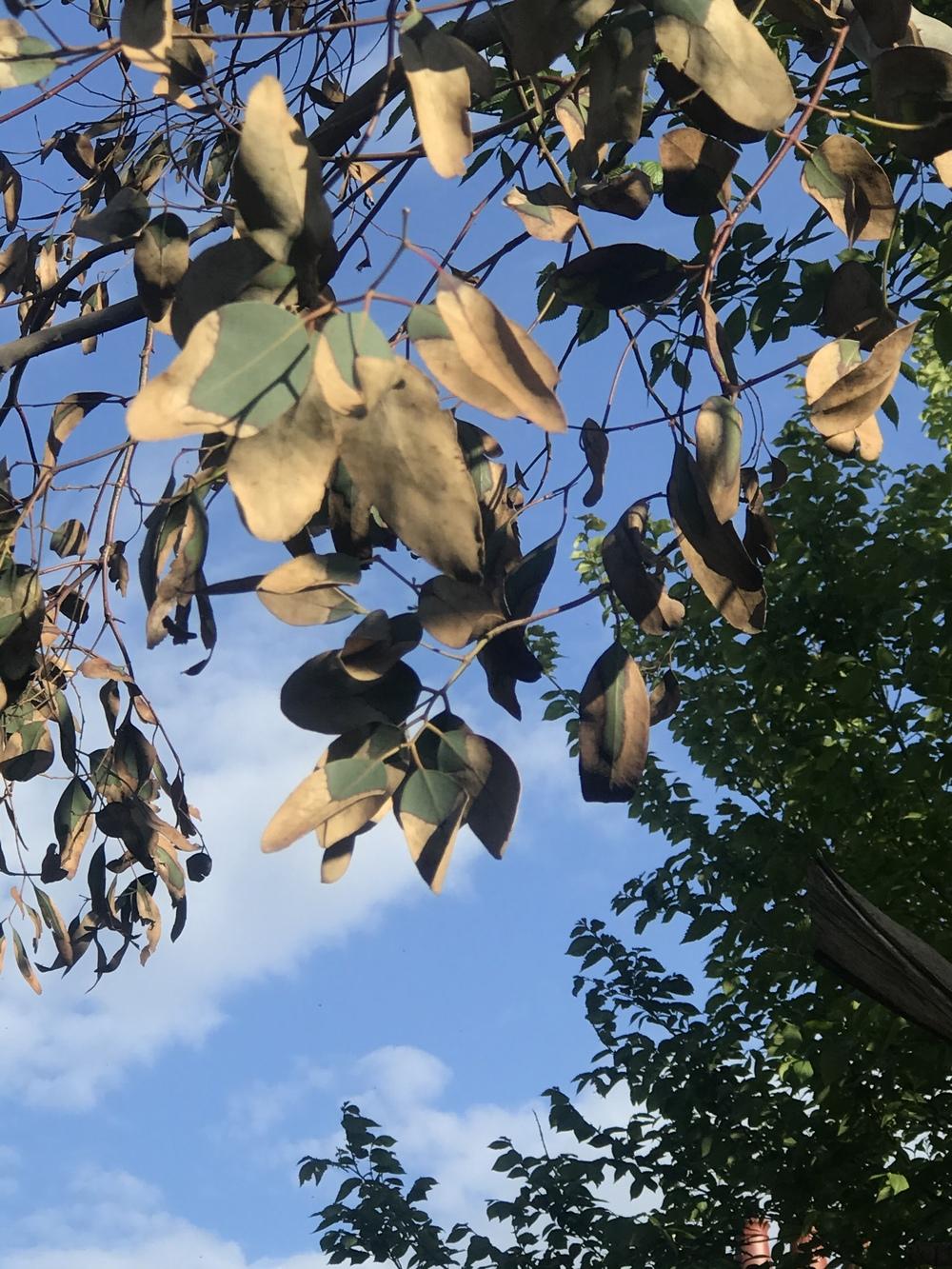 Ask A Question Forum Eucalyptus Tree Dying Garden Org