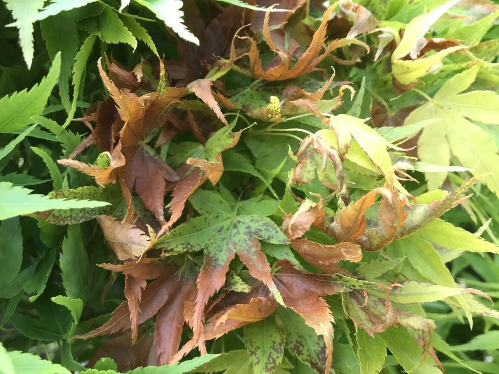 Acer tree leaf problems. in the Trees and Shrubs forum