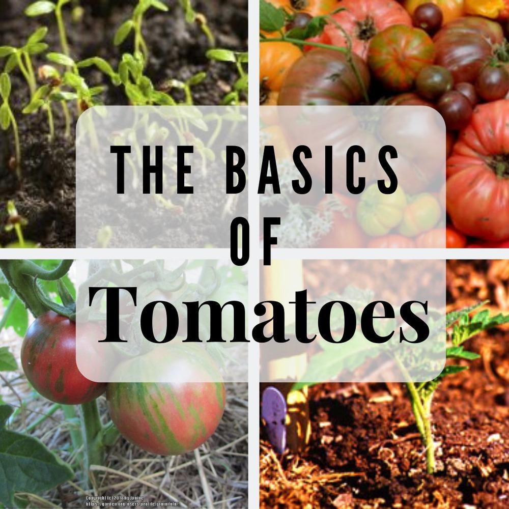 Repotting and Transplanting Tomato Seedlings