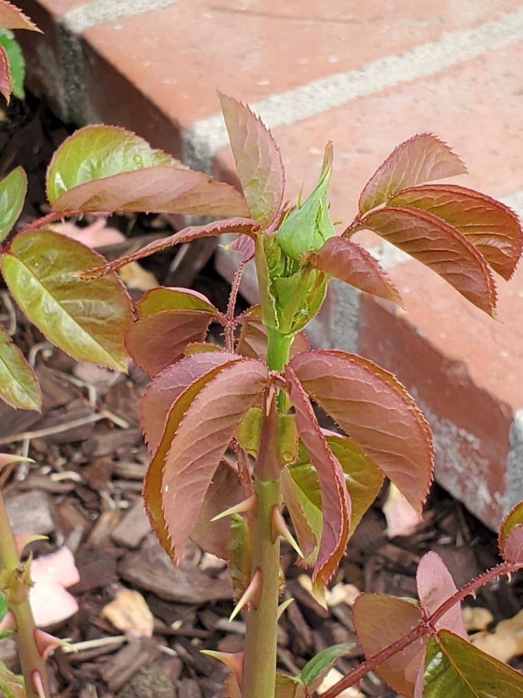 Rose bush leaves closing/folding? in the Roses forum - Garden.org