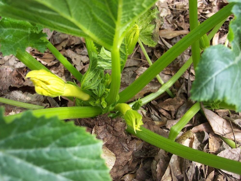 Photo of the seedling or young plant of Summer Squash (Cucurbita pepo 'Smooth Criminal') posted