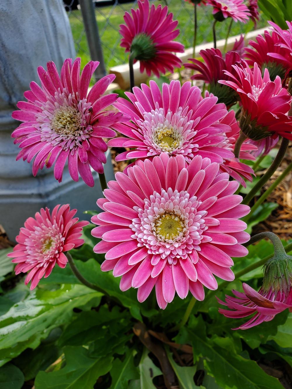 Gerbera Daisy (Gerbera Garvinea® Sweet Surprise)